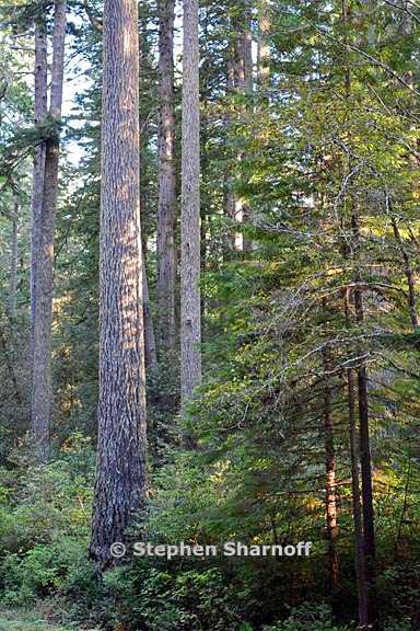 pseudotsuga menziesii california 1 graphic